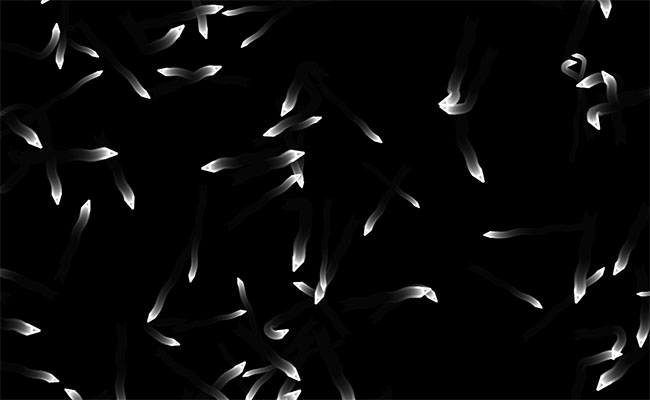 HTML5 Canvas小虫子游动特效